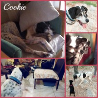 Cookie, το πρώτο σκυλάκι που βρήκε φιλοξενία για τον φετινό χειμώνα!