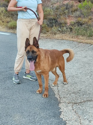 Μητσος