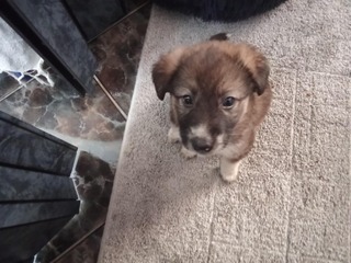 Bella