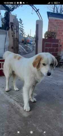 roky