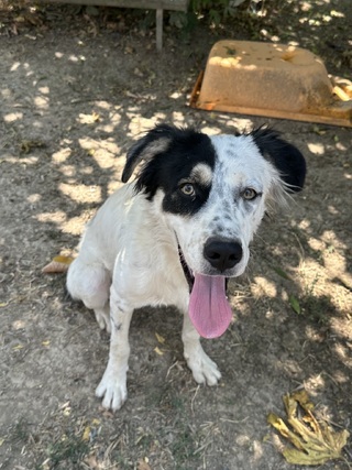 OREO
