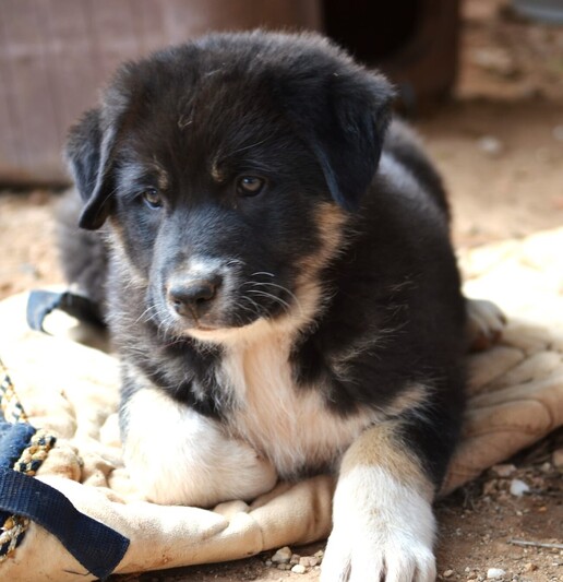 ΛούναΛαμπραντόρ