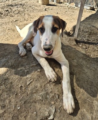 PEPITO