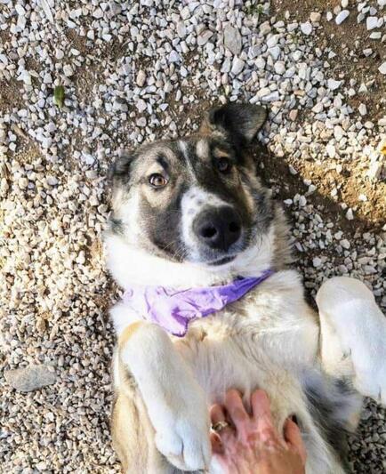 ♥️Σκάρλετ ♥️