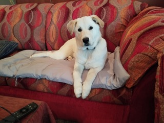 BELLA