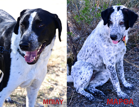 ΜΑΡΘΑ και ΜΠΙΛΥ