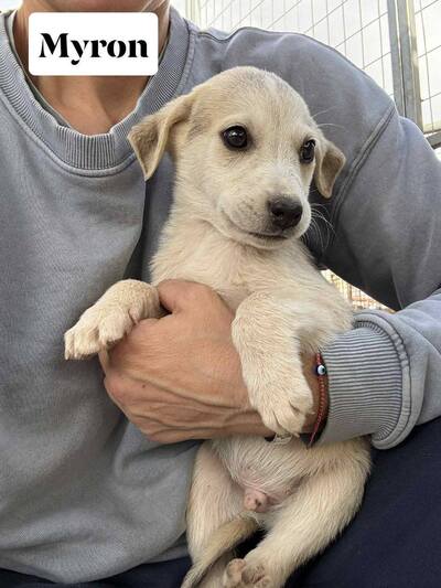 Myron
