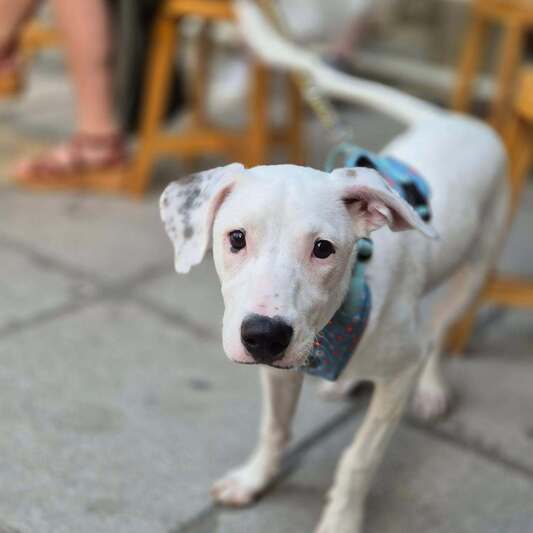ΦΛΕΙΚ