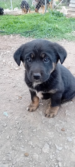 Κουταβίτσα