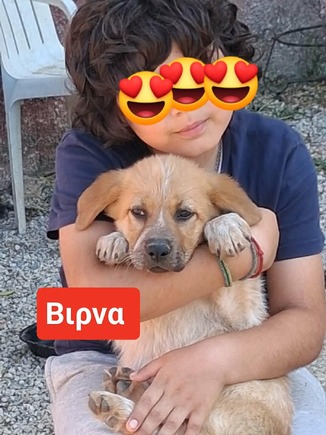 VIRNA, 3 μηνων
