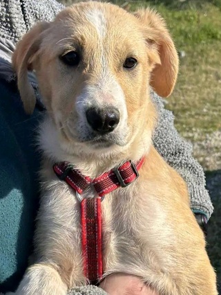 Καφετούλης!