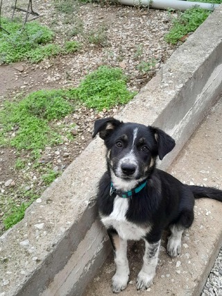 ΤΖΈΣΙΚΑ,4 ΜΗΝΩΝ