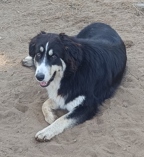 Maya