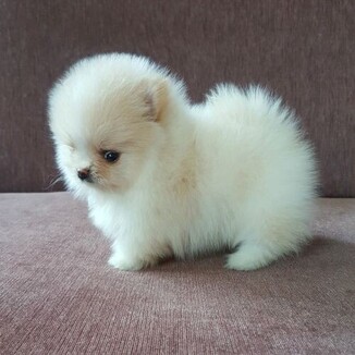 Pomeranian-lizz