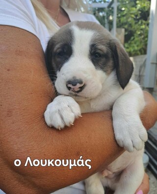 ΛΟΥΚΟΥΜΑΣ