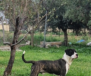 Μουκι