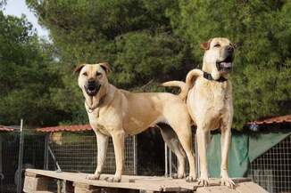 Πέγκυ κ Μαρλον