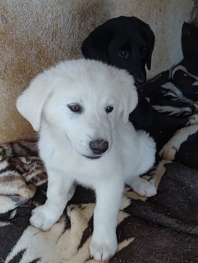 Aθως και Αμαντα