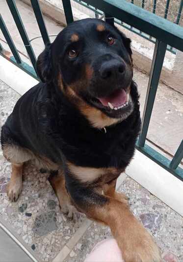 Ηρακλής