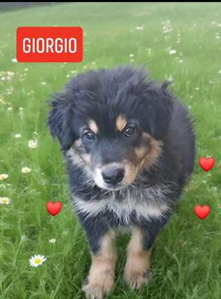Giorgio,2,5μην