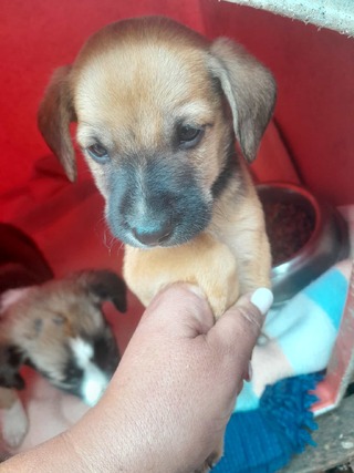 Μητσάκος,2μηνών