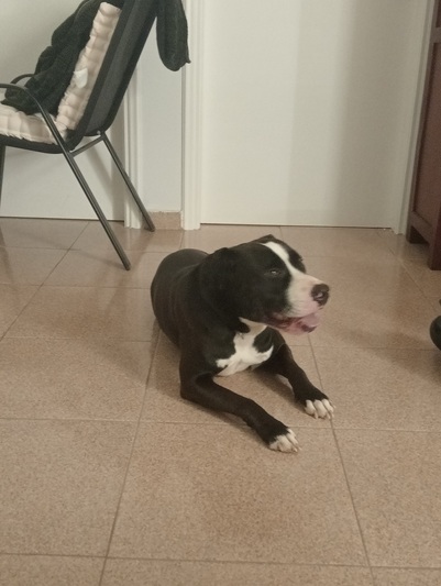 Dog