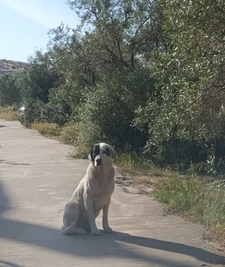 ΔΑΝΗΣ