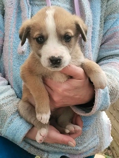 Κρουασανάκι!