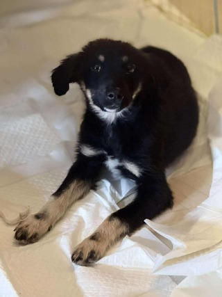 Hop (Λυκίσκος)