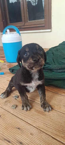 Bruno