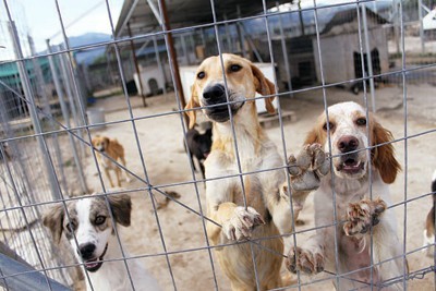 Τελευταία νέα: Είναι ΕΠΕΙΓΟΝ να δοθεί ειδική άδεια σε εθελοντές με καταφύγια ζώων