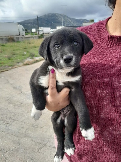 Τρύφων, 2 μηνών