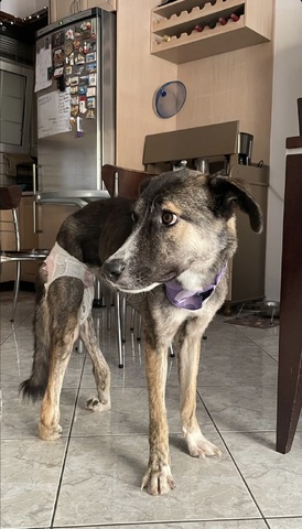 Aisha