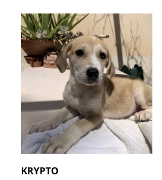 Krypto