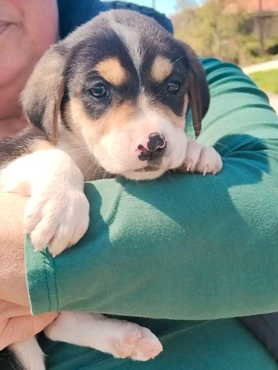 Κουταβάκια