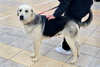 ΤΖΑΝΚΟ Γίγαντας