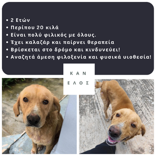 Κανέλος