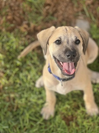 ❤️Μπάξτερ ❤️