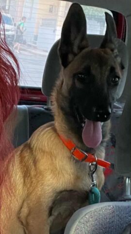Malinois