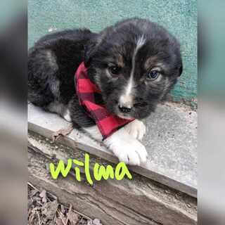 Wilma