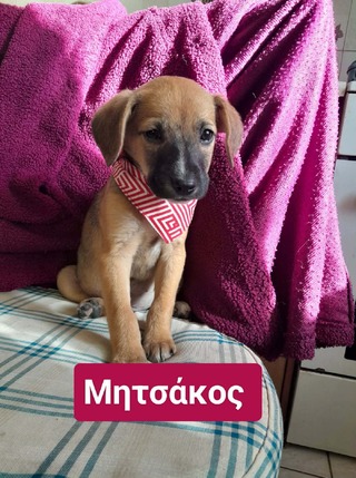 Μητσακος 2μηνών