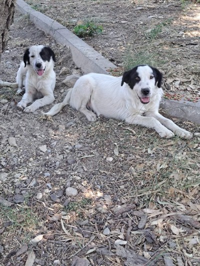 Lola & Luna