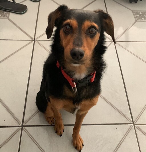 Nala
