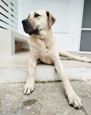 Kangal