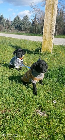 Oi αδερφούλες