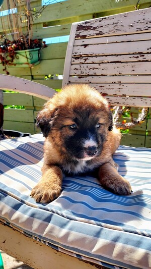 Teddy