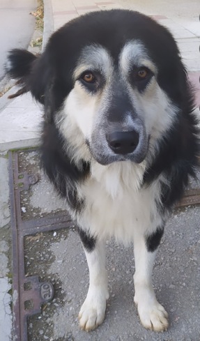 Nontas