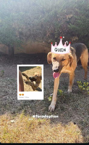 Queen