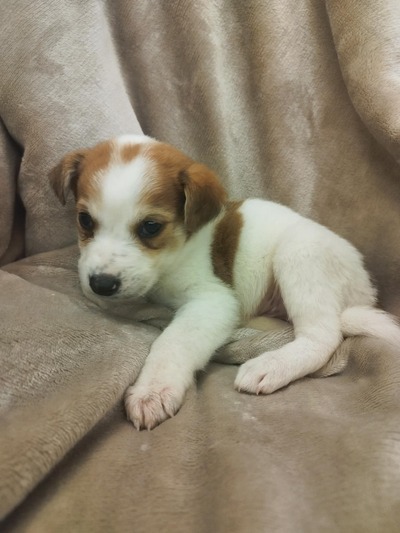 ♥️Πικο♥️