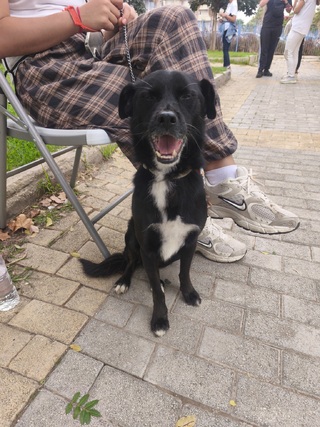 Oscar